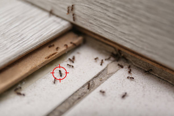 Best Bed Bug Extermination  in Biola, CA